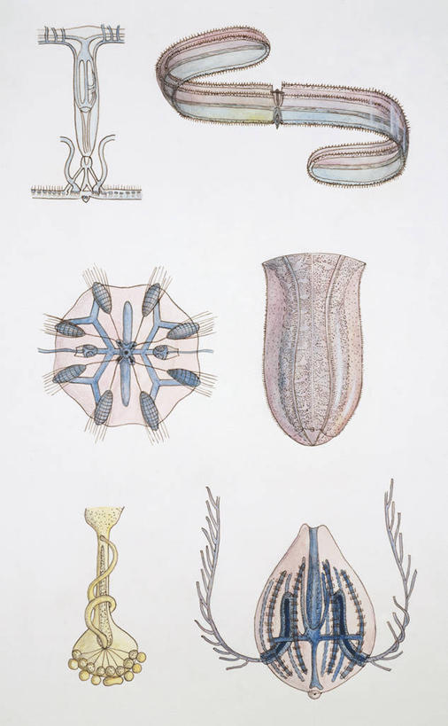 无人,竖图,插画,数码,科技,阴影,科学,网络,高光,几何,计算机图形,合成,图画,无脊椎动物,画,自然,环境,电脑合成图,数码合成图,生物学,合成图,漫画,写实,具体,具象,栉水母,彩图,动物学