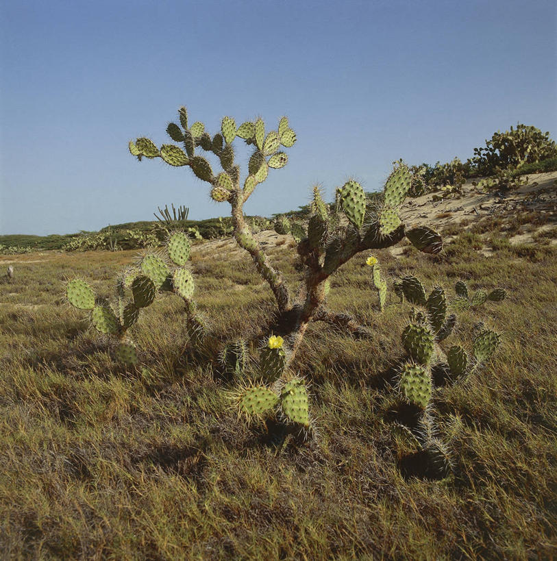 无人,竖图,方图,室外,白天,植物,委内瑞拉,地形,自然,南美,摄影,生长,环境,气候,国家公园,猎鹰,自然地理,彩图,郊野公园