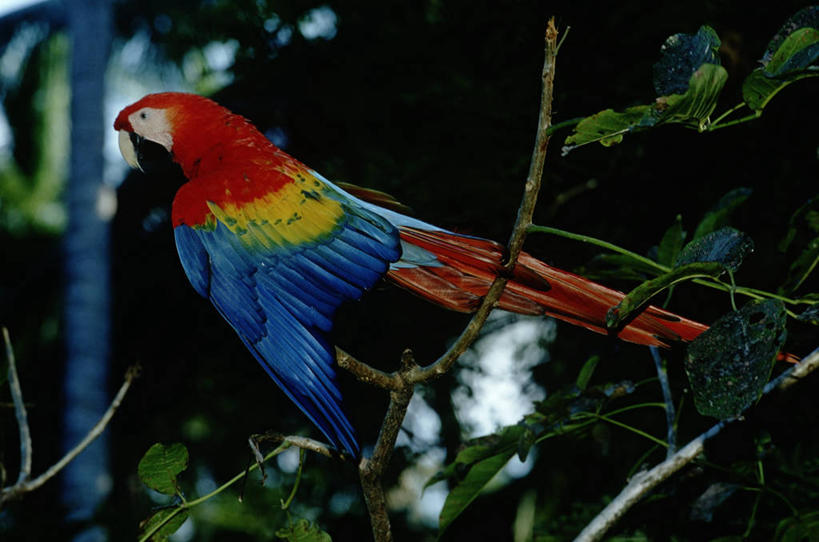 无人,横图,室外,白天,侧面,时尚,野生动物,科学,鸟类,枝,树,自然,动物,t台,摄影,栖息,环境,生物学,金刚鹦鹉,时装表演,时装秀,t型台,走秀,彩图,动物学