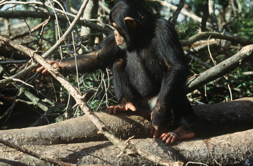 无人,坐,横图,室外,白天,时尚,哺乳动物,野生动物,猴子,科学,枝,自然,动物,看,t台,放松,摄影,环境,生物学,黑猩猩,猿,灵长目,时装表演,时装秀,t型台,走秀,彩图,动物学