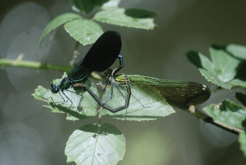 无人,横图,室外,特写,白天,侧面,时尚,野生动物,叶子,科学,蜻蜓,昆虫,自然,动物,两只,t台,生物,摄影,环境,生物学,节肢动物,益虫,豆娘,时装表演,时装秀,t型台,走秀,彩图,动物学