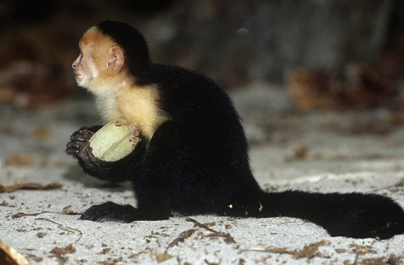 无人,坐,横图,室外,白天,侧面,时尚,哺乳动物,野生动物,猴子,水果,食品,拿着,饮食,自然,动物,看,t台,摄影,环境,生物学,灵长目,卷尾猴,白喉卷尾猴,时装表演,时装秀,t型台,走秀,彩图,动物学