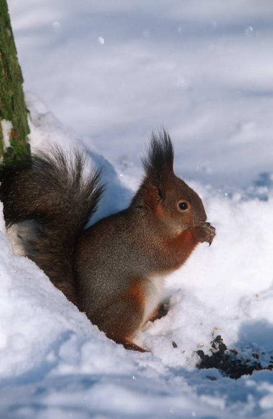 无人,坐,吃,竖图,室外,白天,侧面,时尚,雪,哺乳动物,野生动物,科学,冬天,拿着,自然,动物,松鼠,t台,摄影,环境,生物学,红松鼠,时装表演,时装秀,t型台,走秀,彩图,动物学
