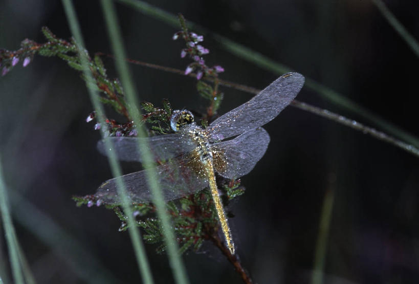无人,横图,室外,特写,白天,时尚,野生动物,科学,蜻蜓,昆虫,自然,动物,t台,生物,摄影,环境,生物学,节肢动物,益虫,豆娘,时装表演,时装秀,t型台,走秀,彩图,动物学