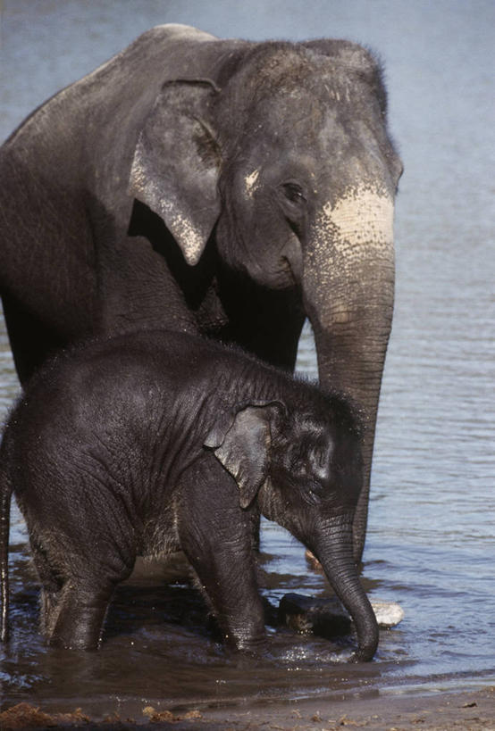 无人,站,竖图,室外,白天,侧面,时尚,哺乳动物,野生动物,湿,科学,自然,动物,两只,t台,摄影,环境,生物学,亚洲象,时装表演,时装秀,t型台,走秀,象,彩图,动物学