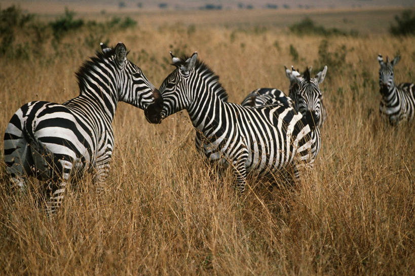 无人,站,横图,室外,白天,时尚,斑马,哺乳动物,马,貘,野生动物,四只,科学,草,自然,动物,t台,运输,摄影,牲畜,食草动物,环境,生物学,偶蹄目,时装表演,时装秀,t型台,走秀,彩图,动物学