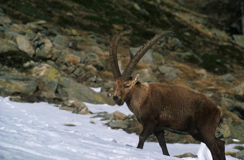 无人,站,横图,室外,白天,侧面,时尚,雪,哺乳动物,野生动物,羊,科学,自然,动物,t台,可爱,摄影,活泼,食草动物,环境,生物学,近景,偶蹄目,野山羊,悬羊,时装表演,时装秀,t型台,走秀,岩石,山羊,彩图,西伯利亚北山羊,动物学