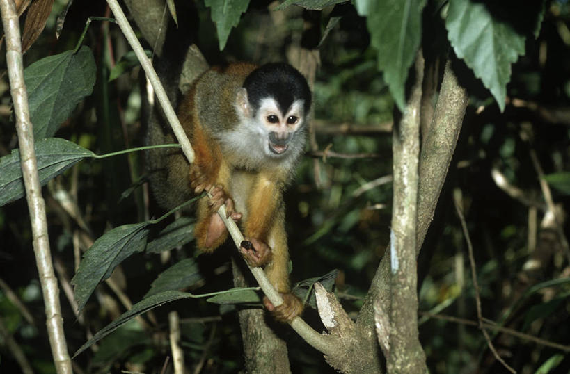 无人,攀登,横图,室外,白天,时尚,哺乳动物,野生动物,猴子,枝,树,自然,动物,t台,摄影,环境,生物学,户外活动,灵长目,松鼠猴,时装表演,时装秀,t型台,走秀,红背松鼠猴,彩图,动物学