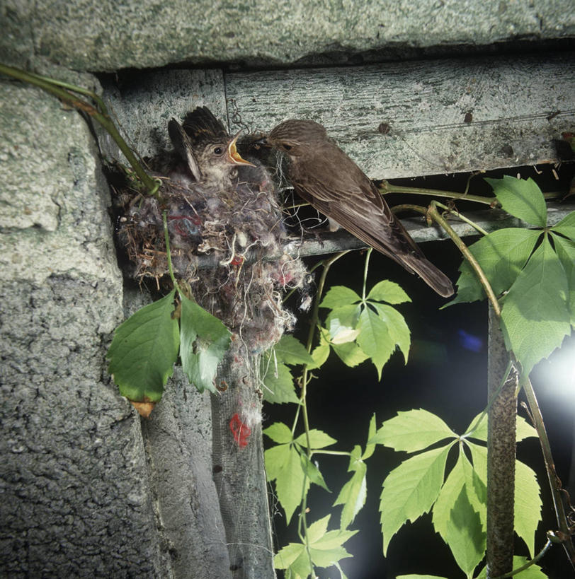 无人,竖图,方图,室外,白天,时尚,野生动物,科学,鸟类,鸟巢,小鸟,自然,动物,t台,摄影,栖息,环境,生物学,关爱,喂养,京燕,时装表演,时装秀,t型台,走秀,彩图,动物学