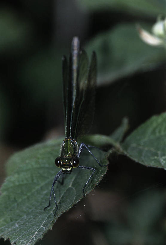 无人,竖图,室外,特写,白天,正面,时尚,野生动物,叶子,科学,蜻蜓,昆虫,绿色,自然,动物,t台,生物,摄影,环境,生物学,节肢动物,益虫,豆娘,时装表演,时装秀,t型台,走秀,彩图,动物学
