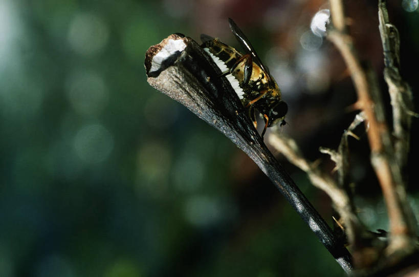 无人,横图,室外,特写,白天,侧面,时尚,野生动物,科学,昆虫,自然,动物,t台,生物,摄影,环境,生物学,节肢动物,益虫,食蚜蝇,时装表演,时装秀,t型台,走秀,彩图,动物学