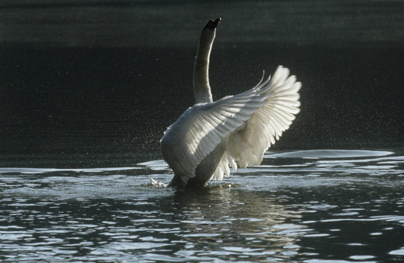无人,横图,室外,白天,时尚,湖,野生动物,天鹅,漂浮,科学,鸟类,自然,动物,t台,摄影,环境,生物学,疣鼻天鹅,姿态,优美,时装表演,时装秀,t型台,走秀,彩图,动物学