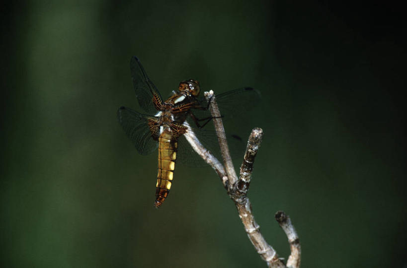 无人,横图,室外,特写,白天,侧面,时尚,野生动物,科学,蜻蜓,昆虫,自然,动物,t台,生物,摄影,环境,生物学,节肢动物,益虫,豆娘,时装表演,时装秀,t型台,走秀,彩图,动物学