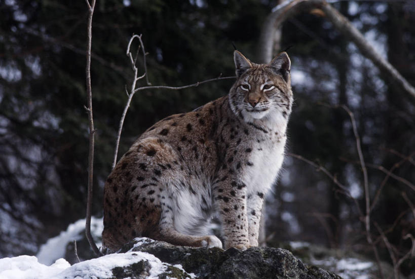 无人,坐,横图,室外,白天,时尚,哺乳动物,野生动物,斑点,自然,动物,看,休息,t台,摄影,观看,环境,生物学,山猫,猫科动物,式样,时装表演,时装秀,t型台,走秀,岩石,彩图,动物学