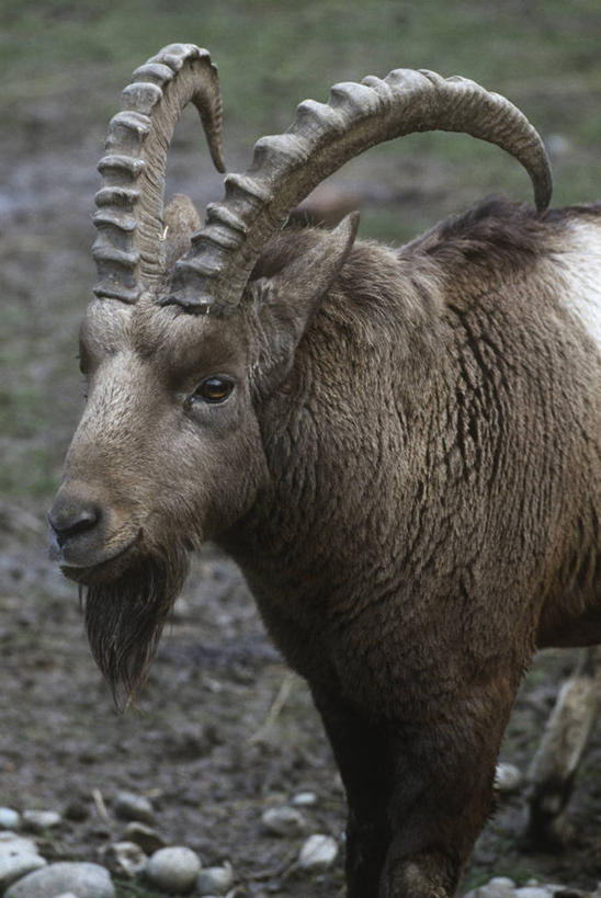 无人,站,竖图,室外,特写,白天,时尚,哺乳动物,野生动物,羊,科学,自然,动物,t台,可爱,摄影,活泼,部分,环境,生物学,偶蹄目,野山羊,悬羊,时装表演,时装秀,t型台,走秀,山羊,彩图,西伯利亚北山羊,动物学