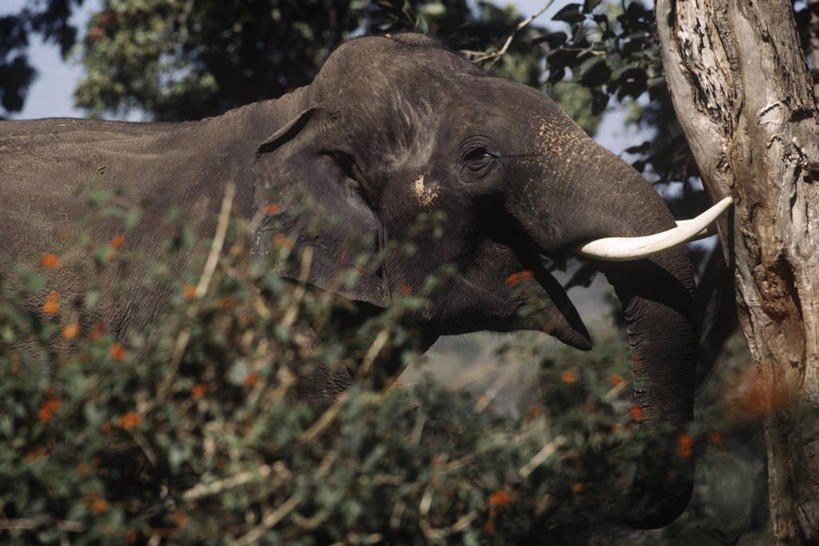 无人,横图,室外,白天,侧面,时尚,哺乳动物,野生动物,长牙,科学,树,自然,动物,t台,摄影,环境,生物学,亚洲象,时装表演,时装秀,t型台,走秀,象,彩图,动物学