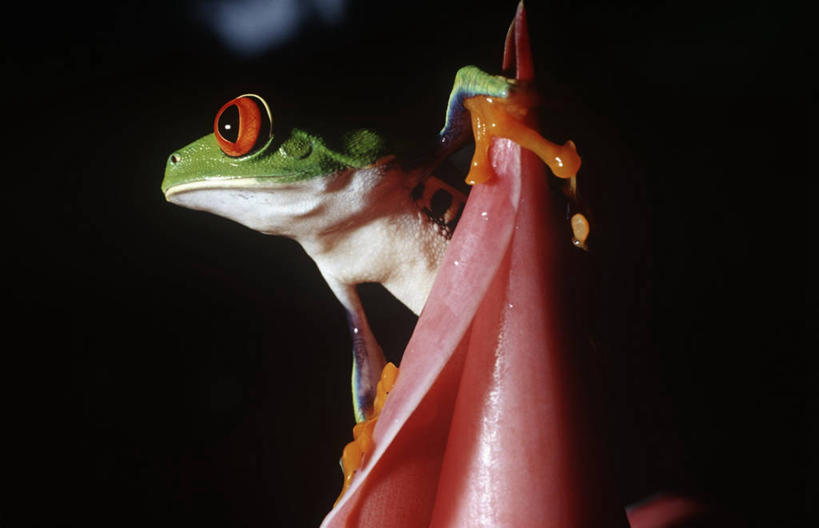 无人,坐,横图,室外,夜晚,仰视,时尚,植物,野生动物,叶子,科学,红眼树蛙,树蛙,花,自然,动物,看,t台,摄影,环境,生物学,机敏,时装表演,时装秀,t型台,走秀,彩图,低角度拍摄,动物学