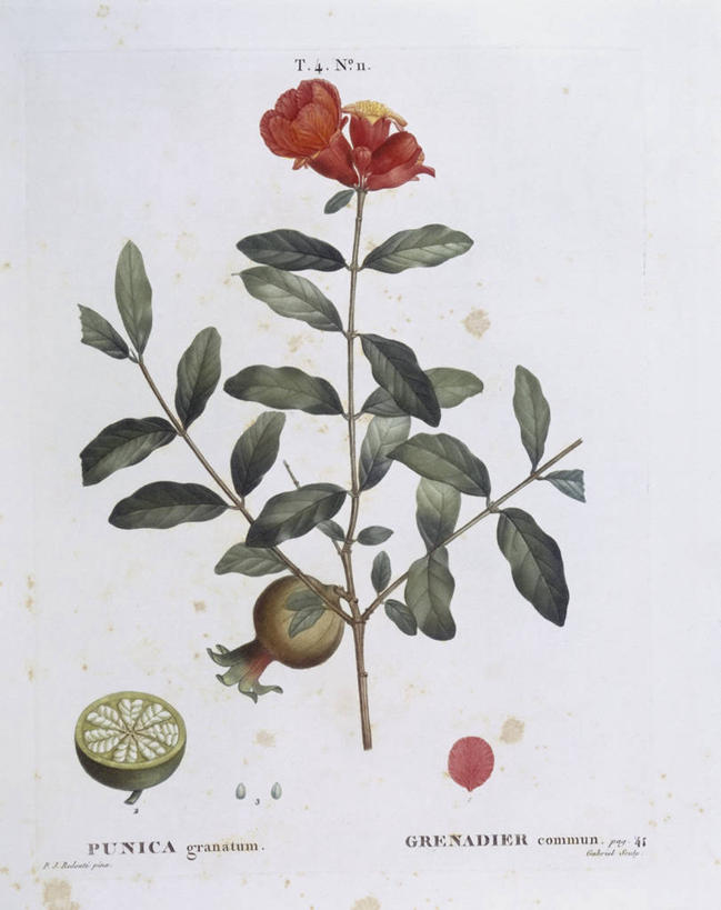 无人,竖图,白色背景,植物,石榴,水果,叶子,科学,食品,枝,花,白色,自然,热带水果,摄影,环境,生物学,嫩枝,彩图