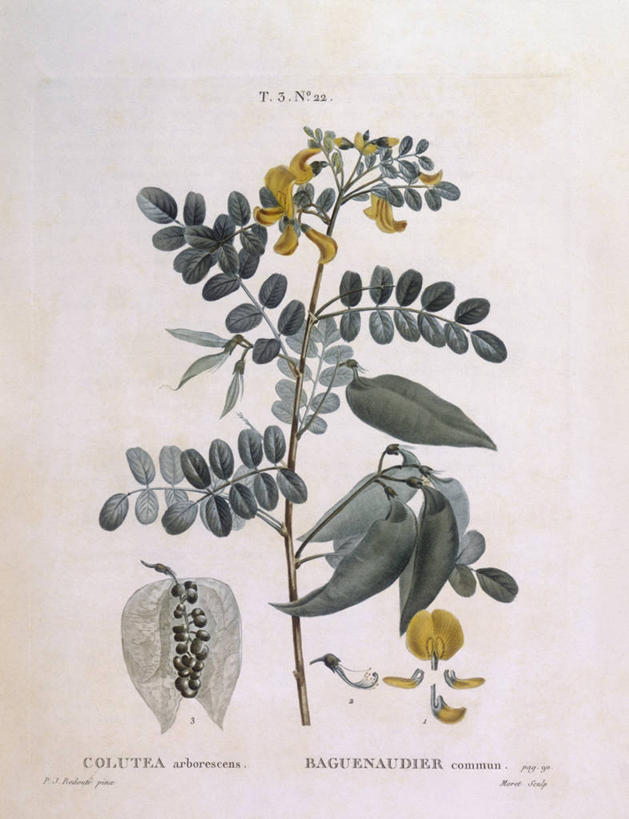 无人,竖图,白色背景,植物,叶子,科学,枝,白色,自然,摄影,环境,生物学,豌豆系,嫩枝,彩图