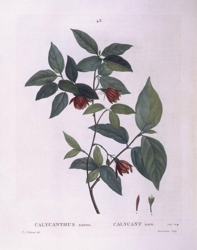 无人,竖图,白色背景,植物,叶子,科学,枝,花,白色,自然,摄影,环境,生物学,嫩枝,彩图