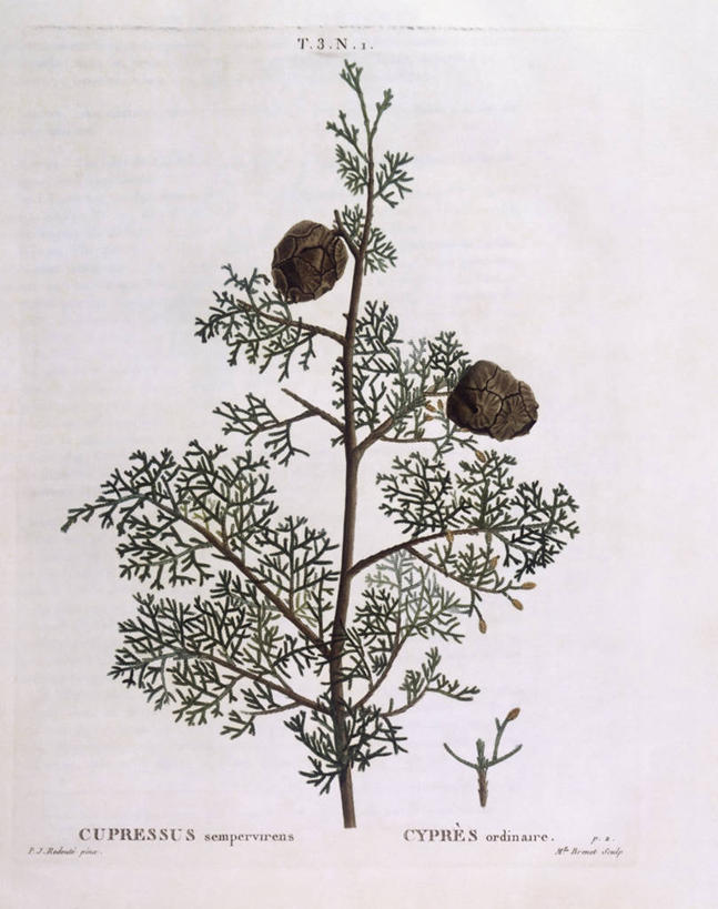 无人,竖图,白色背景,植物,柏树,叶子,科学,枝,白色,自然,摄影,环境,生物学,嫩枝,针叶树,彩图