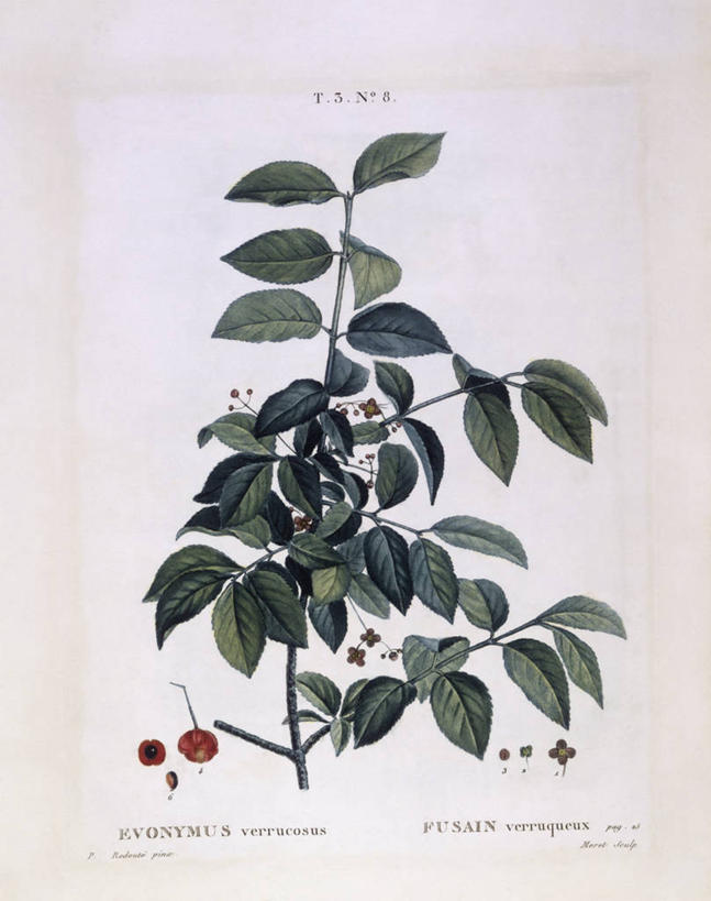 无人,竖图,白色背景,植物,叶子,科学,枝,白色,自然,摄影,环境,生物学,嫩枝,纺锤,彩图