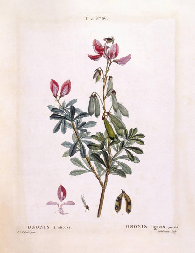 无人,竖图,白色背景,植物,叶子,科学,枝,花,白色,自然,摄影,环境,生物学,豌豆系,嫩枝,彩图