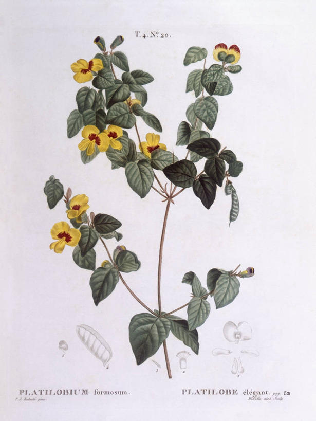 无人,竖图,白色背景,植物,叶子,科学,枝,花,白色,自然,摄影,环境,生物学,豌豆系,嫩枝,彩图
