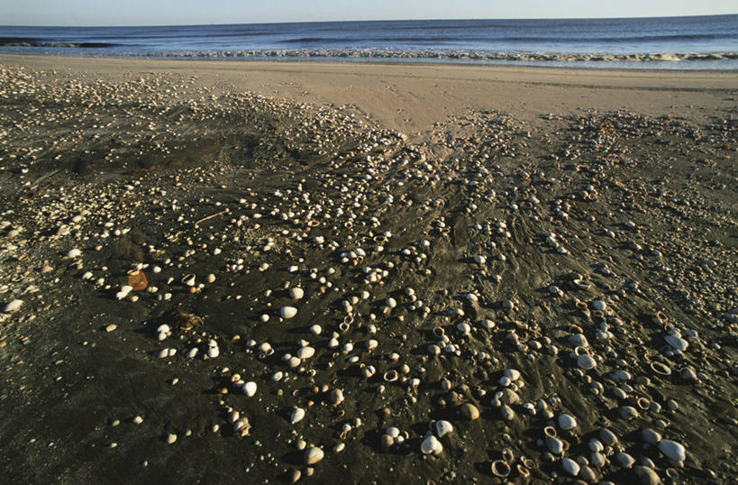 无人,横图,室外,白天,海洋,贝壳,美国,湿,沙子,水平线,风景,鹅卵石,摄影,宁静,路易斯安那州,墨西哥湾,海滩,彩图