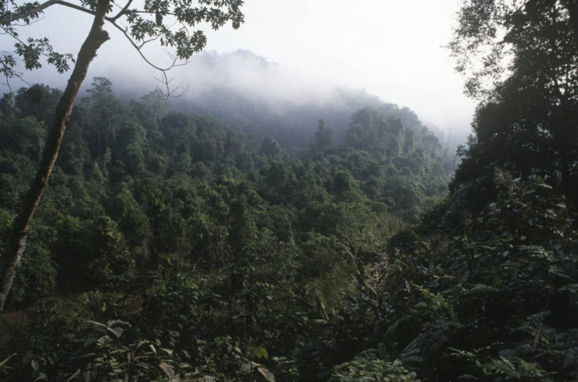 无人,横图,室外,白天,神秘,雾,老挝,丰富,山谷,风景,摄影,生长,宁静,热带雨林,南塔,彩图,旅行,雨林