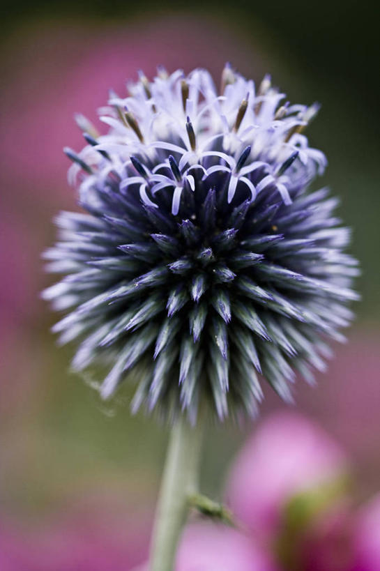 无人,竖图,室外,特写,白天,美景,植物,英国,盛开,景观,花蕾,英格兰,花,花瓣,花朵,鲜花,一朵,蓝色,紫色,自然,夏天,花苞,花蕊,蓟,景色,摄影,自然风光,柔焦,蓝刺头,彩图