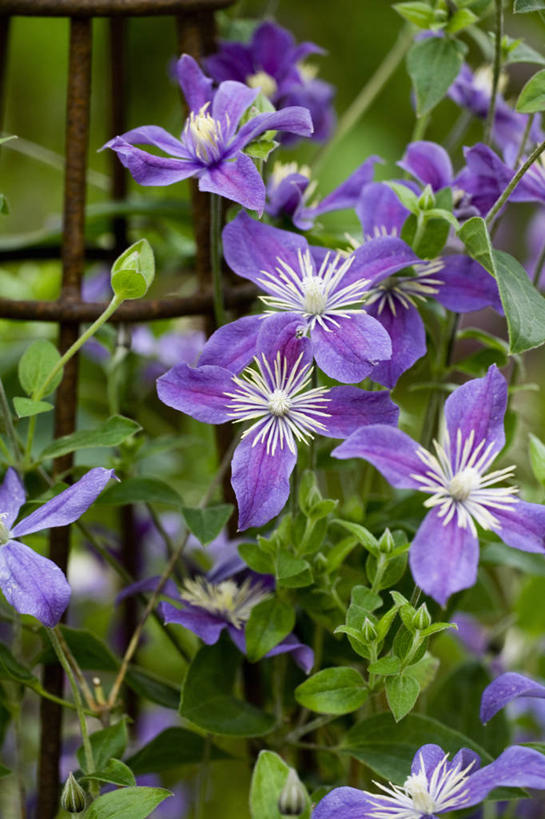 无人,攀登,竖图,室外,特写,白天,美景,植物,英国,景观,铁线莲,英格兰,花,花瓣,紫色,自然,夏天,景色,摄影,灌木,自然风光,彩图,对焦