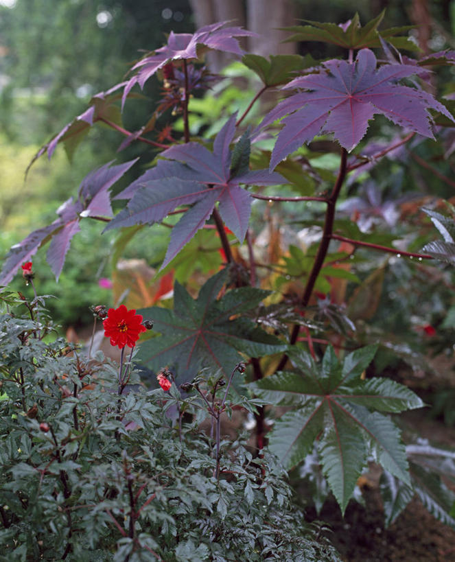 无人,竖图,室外,白天,美景,植物,叶子,英国,景观,英格兰,花,红色,绿色,紫色,自然,夏天,景色,摄影,多样,灌木,自然风光,蓖麻子,彩图,对焦,多年生植物