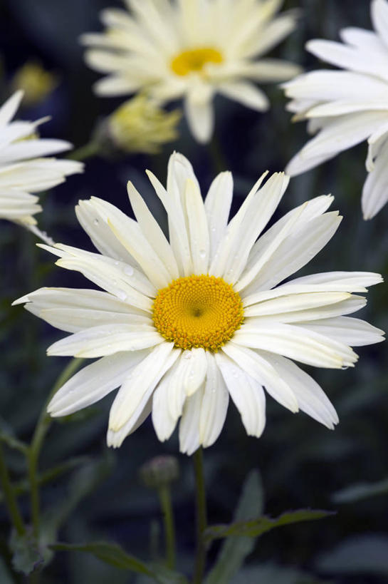 无人,竖图,室外,特写,白天,美景,植物,英国,景观,英格兰,花,花瓣,白色,自然,夏天,景色,摄影,自然风光,大滨菊,彩图,多年生植物