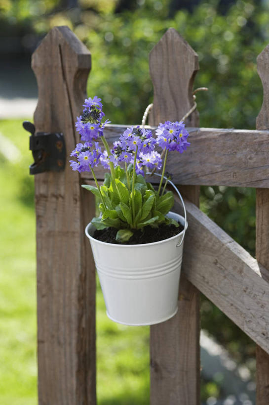 无人,竖图,室外,特写,白天,美景,植物,静物,花盆,珐琅,英国,木制,大门,景观,英格兰,花,紫色,白色,自然,容器,春天,景色,摄影,自然风光,樱草花,彩图