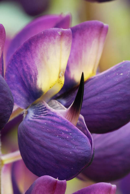 无人,竖图,室外,特写,白天,美景,植物,英国,景观,英格兰,花,紫色,自然,夏天,景色,摄影,自然风光,白羽扇豆,彩图,对焦