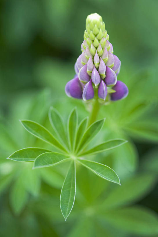 无人,竖图,室外,特写,白天,美景,植物,叶子,英国,景观,英格兰,花,花瓣,粉色,绿色,紫色,自然,夏天,景色,摄影,自然风光,白羽扇豆,彩图