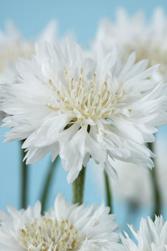 无人,竖图,室内,特写,白天,美景,植物,英国,景观,花,花瓣,一个,白色,自然,夏天,景色,摄影,单个,自然风光,矢车菊,彩图,对焦,多年生植物