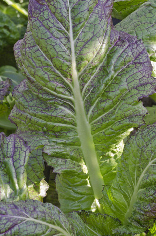 芥末,无人,竖图,室外,特写,白天,美景,植物,蔬菜,叶子,英国,景观,食品,饮食,绿色,紫色,自然,春天,景色,摄影,自然风光,彩图,对焦