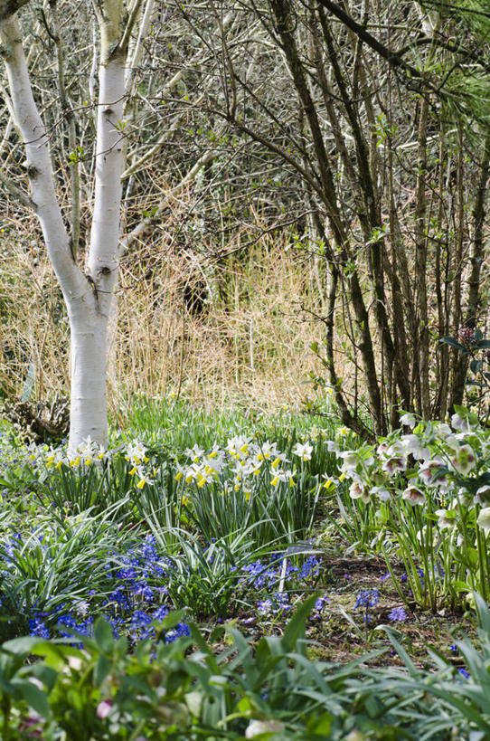 无人,竖图,室外,白天,美景,植物,水仙花,白桦树,英国,花坛,景观,花,自然,春天,景色,摄影,多样,自然风光,彩图