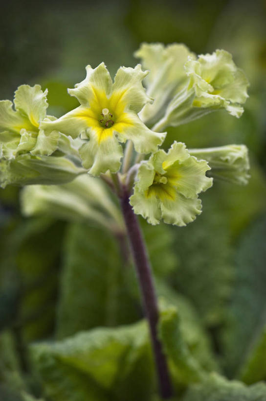 无人,竖图,室外,特写,白天,美景,植物,英国,景观,花,花瓣,黄色,绿色,自然,春天,景色,摄影,自然风光,樱草花,彩图,对焦,多年生植物