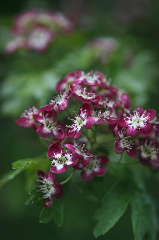 无人,竖图,室外,特写,白天,美景,植物,英国,景观,花,花瓣,树,粉色,自然,山楂树,景色,摄影,灌木,自然风光,彩图,对焦
