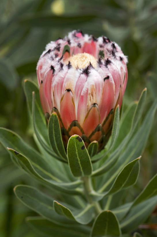 无人,竖图,室外,特写,白天,美景,植物,英国,景观,花,花瓣,粉色,自然,夏天,景色,摄影,自然风光,普罗梯亚木,彩图,对焦