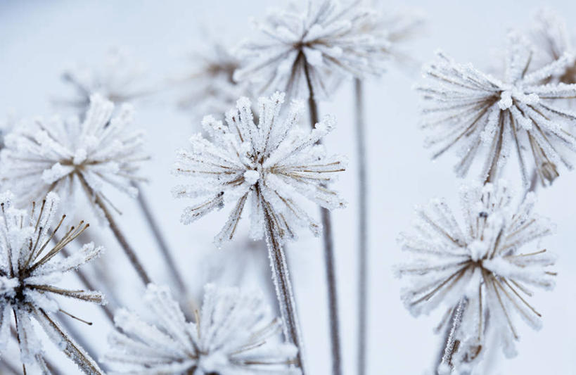 无人,横图,室外,特写,白天,侧面,美景,植物,当归,英国,景观,冬天,种子,霜,花,一个,白色,灰色,自然,景色,寒冷,摄影,单个,脆弱,草本,自然风光,彩图
