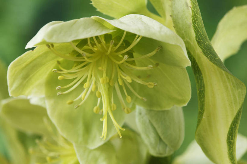 无人,横图,室外,特写,白天,美景,植物,英国,景观,花,花瓣,一个,绿色,自然,春天,景色,摄影,单个,雄蕊,清新,自然风光,菟葵,彩图,对焦,多年生植物