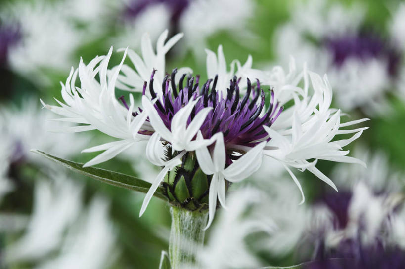 无人,横图,室外,特写,白天,美景,植物,英国,景观,花,花瓣,一个,紫色,白色,自然,春天,景色,摄影,单个,自然风光,山矢车菊,彩图,对焦