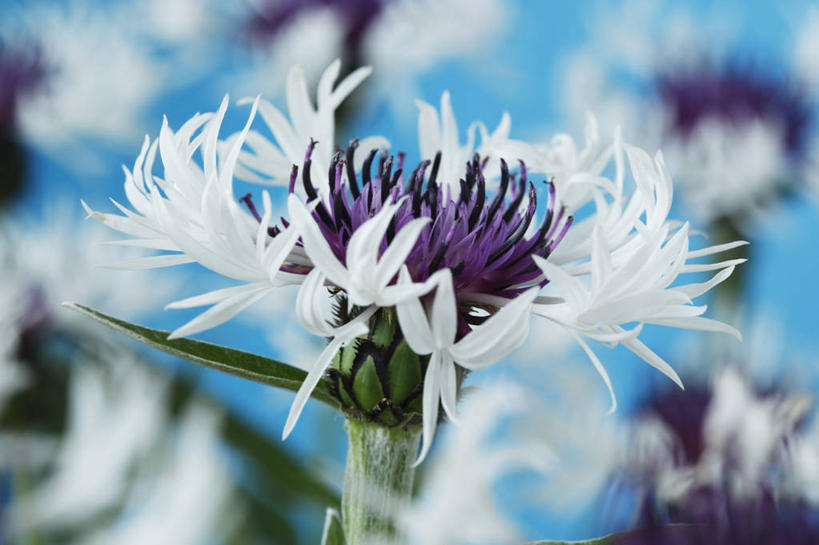 无人,横图,室内,特写,白天,美景,植物,英国,景观,花,花瓣,一个,紫色,白色,自然,春天,景色,摄影,单个,自然风光,山矢车菊,彩图,影棚拍摄,对焦