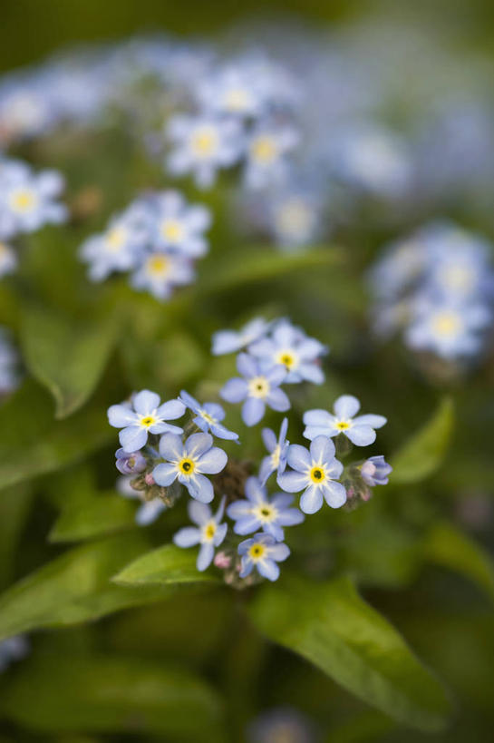 无人,竖图,室外,特写,白天,美景,植物,勿忘我,英国,景观,花,花瓣,蓝色,自然,春天,景色,摄影,自然风光,柔焦,彩图,对焦