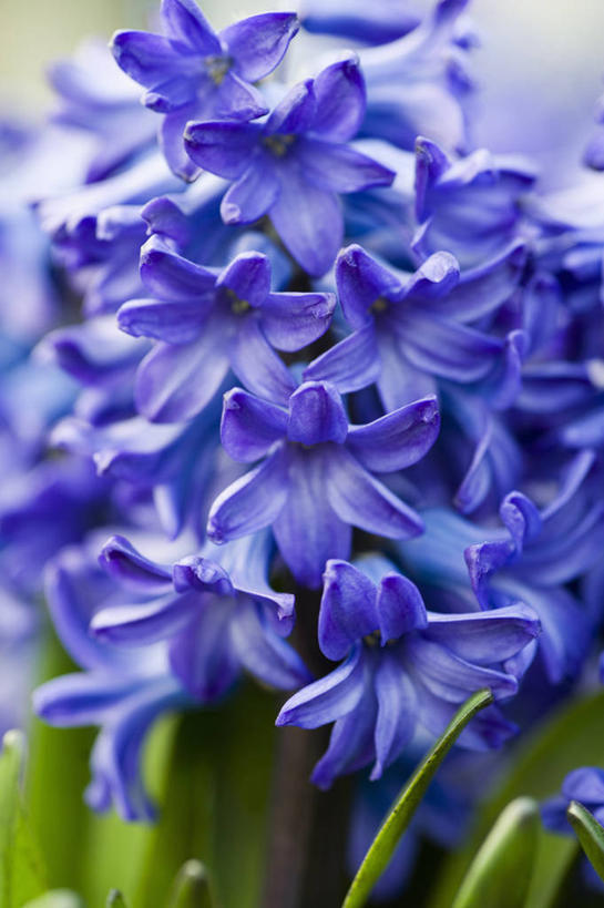 无人,竖图,室外,特写,白天,美景,植物,风信子,蔬菜,英国,新鲜,景观,食品,花,花瓣,食物,蓝色,自然,春天,景色,摄影,有机食品,绿色食品,自然风光,彩图,对焦