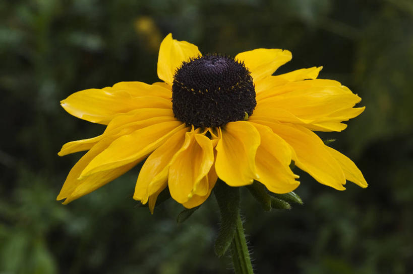无人,横图,室外,特写,白天,美景,植物,英国,景观,花,花瓣,一个,黄色,自然,夏天,景色,摄影,金花菊,单个,自然风光,彩图,对焦,多年生植物